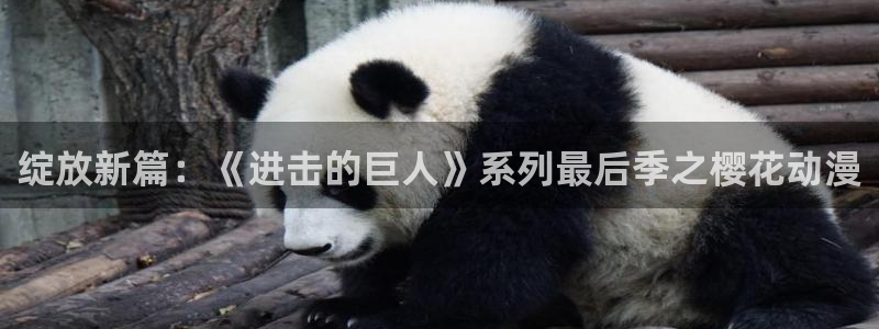 韩国里番漫画：绽放新篇：《进击的巨人》系列最后季之樱花动漫