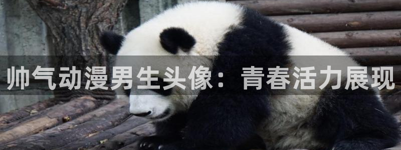 触手动漫里番：帅气动漫男生头像：青春活力展现