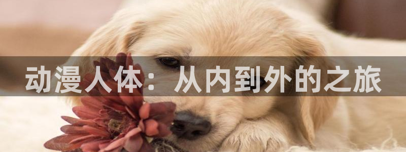 里番动漫图片：动漫人体：从内到外的之旅